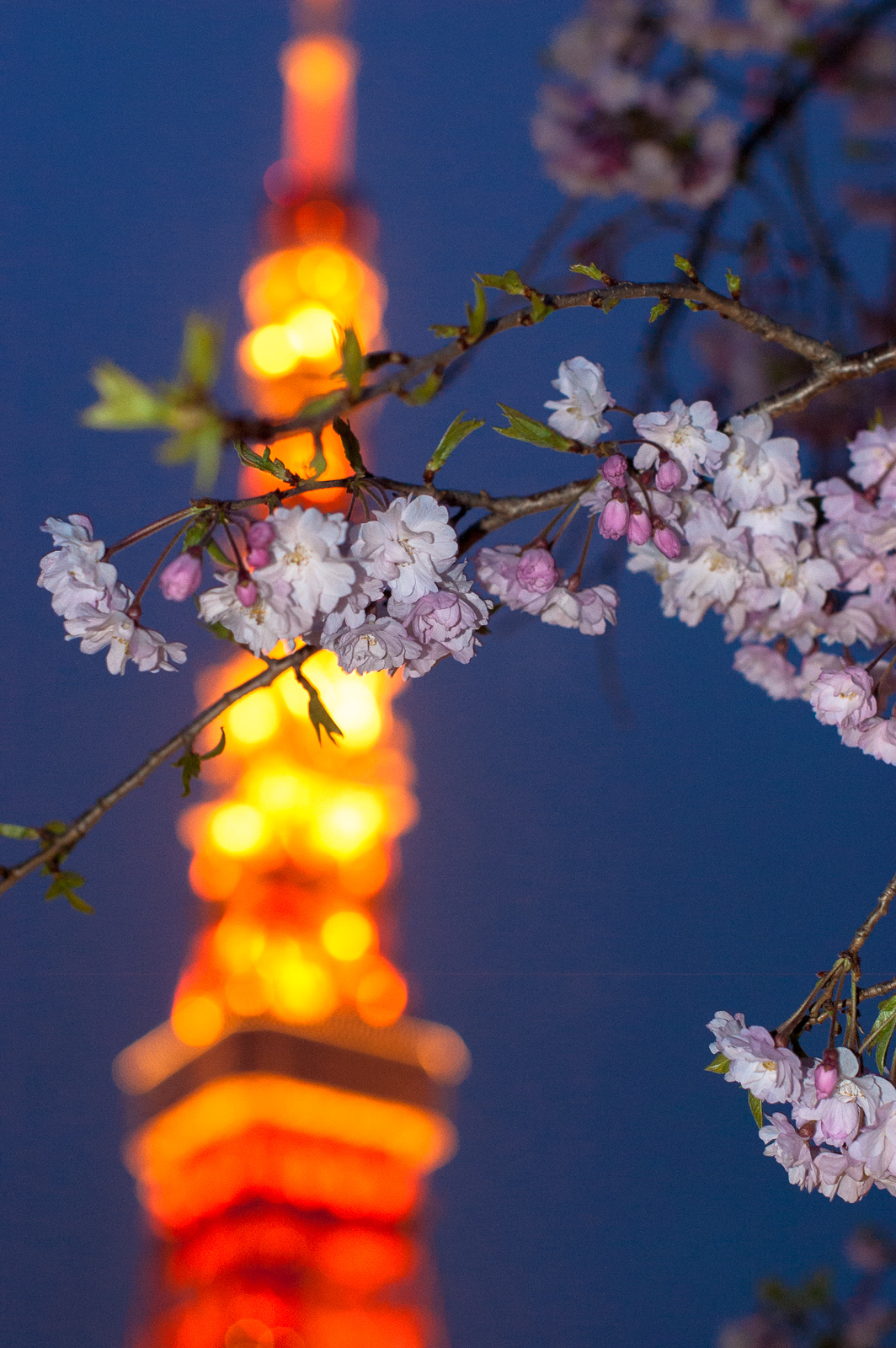 Sakura with the Tokyo Tower
